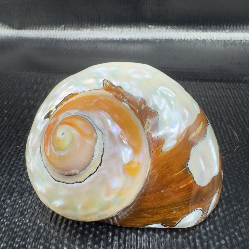 Natural Abalone Shell Iridescent Smooth African Turban Seashell Turbo Sarmaticus - Picture 10 of 13